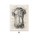 Human Anatomy Artwork Medical Wall Picture Muscle Skeleton Vintage Poster Nordic Canvas Print Education Painting Modern Decor